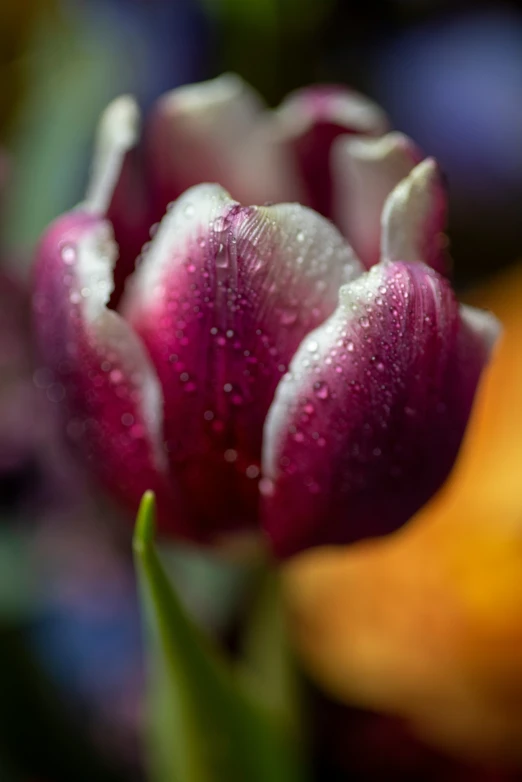 a close up view of water drops on purple flowers