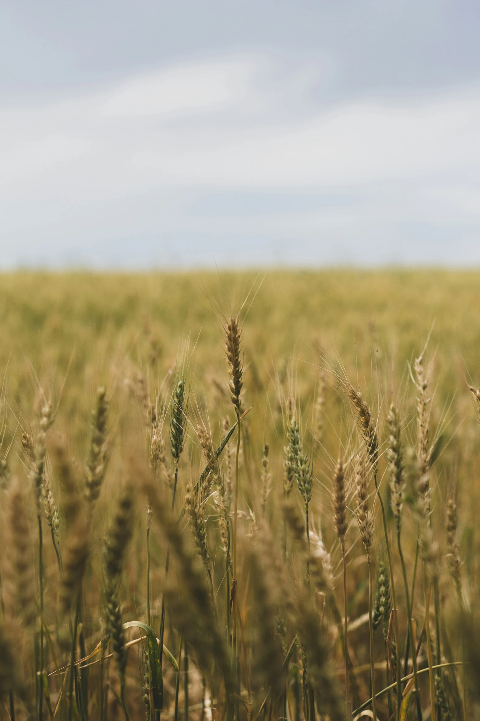 a field with tall grass growing on the far side of it