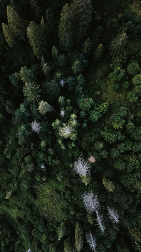 a wooded area with pine trees, and a few bushes