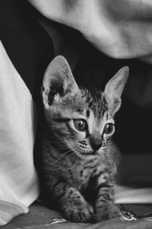 black and white po of a kitten hiding under a blanket