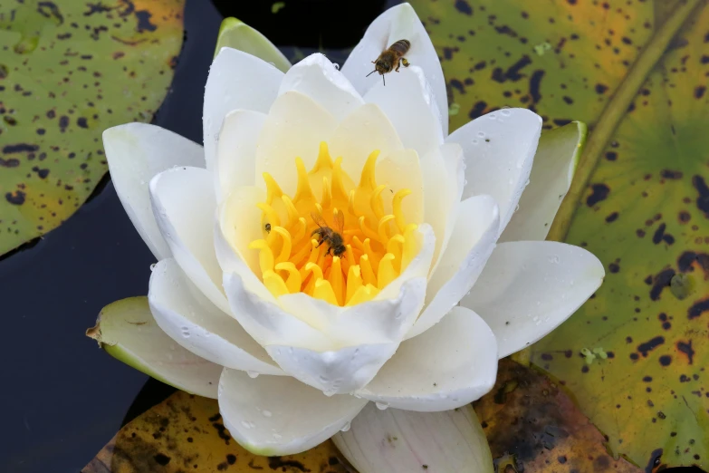 a bee that is inside of a white flower