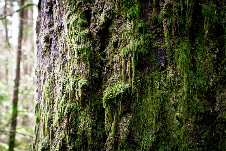 mossy growth on the bark of a tree in the woods