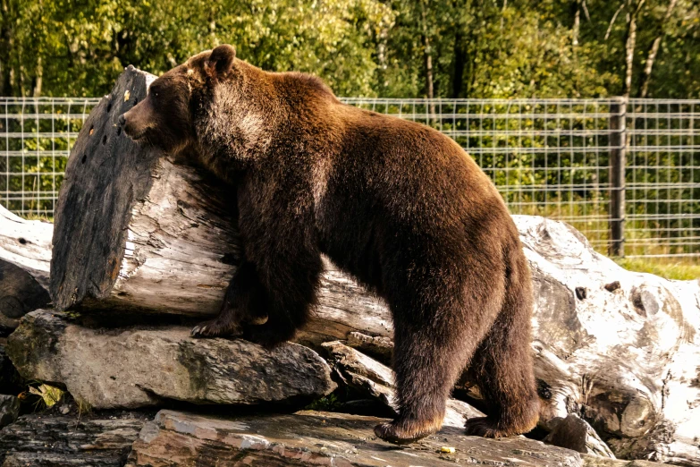 a bear standing on a log in an enclosure
