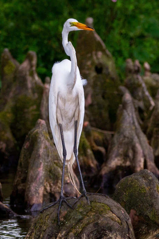 a bird with an orange beak perched on a rock