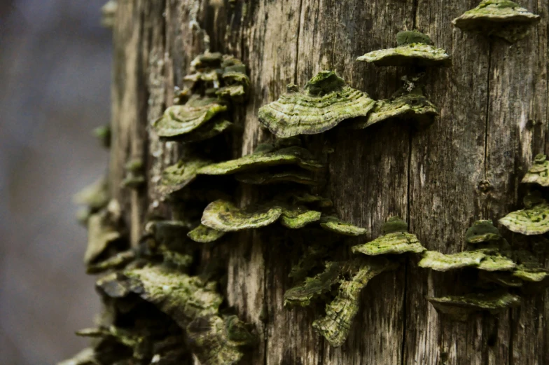 licheny on the bark of an old tree