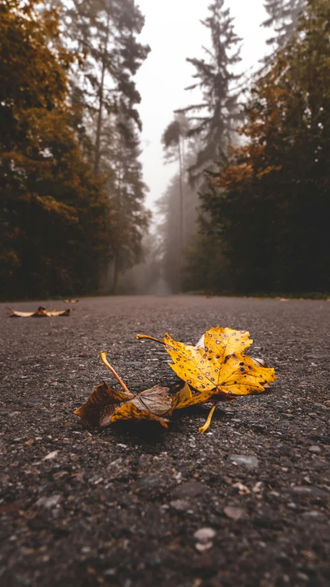 a yellow leaf lays on the road in the middle of a forest