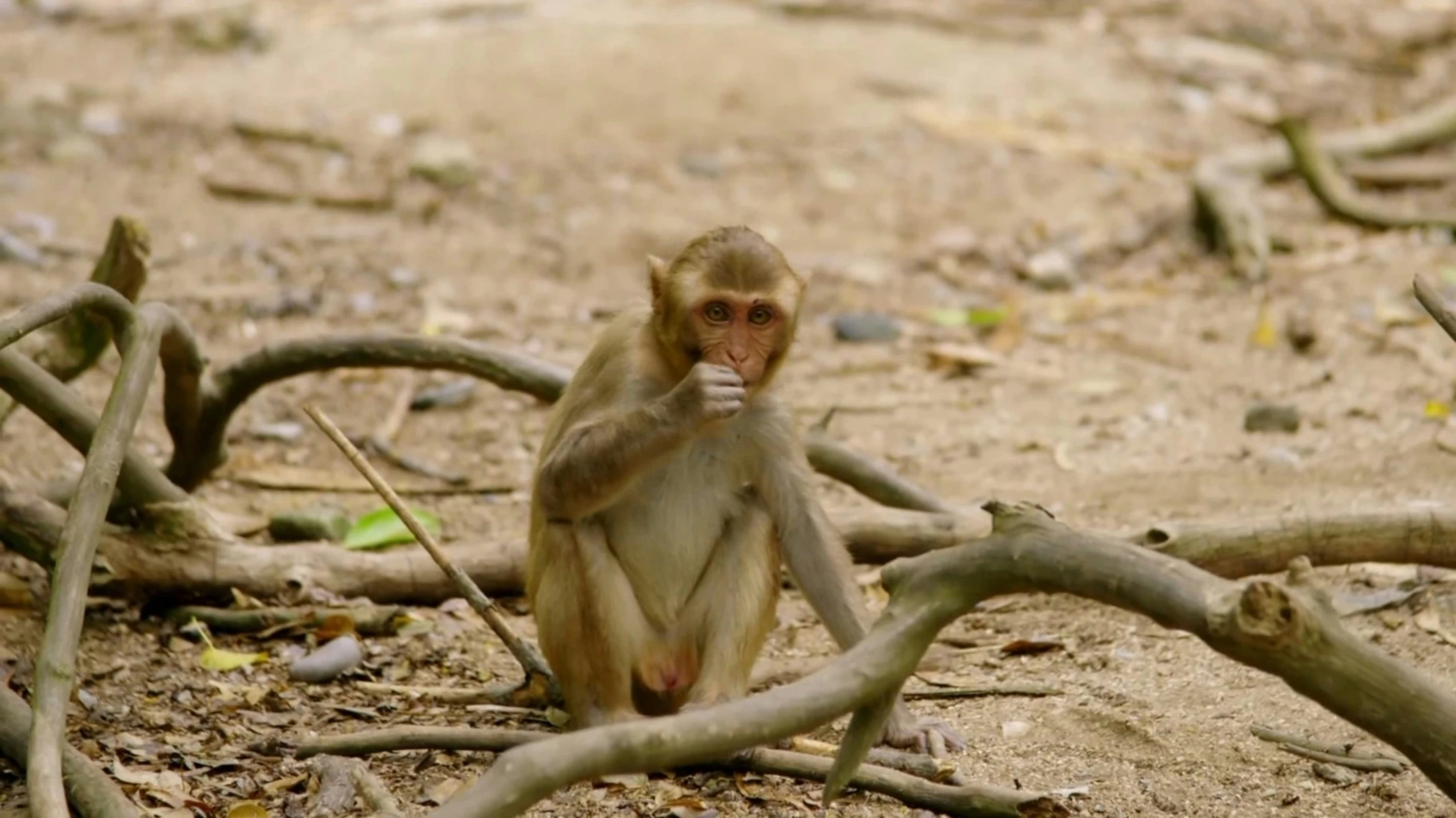 a monkey sitting on the ground in front of nches