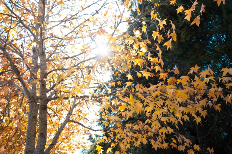 a street view with many trees on the sides