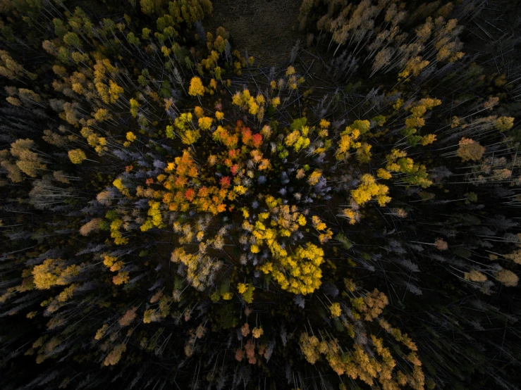 a cluster of yellow, orange and blue leaves in a forest