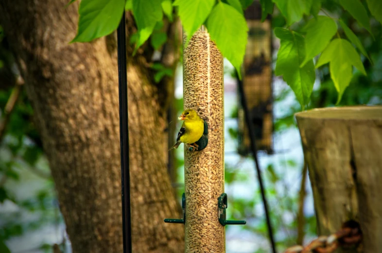 a bird sits on a tall nch inside of a planter