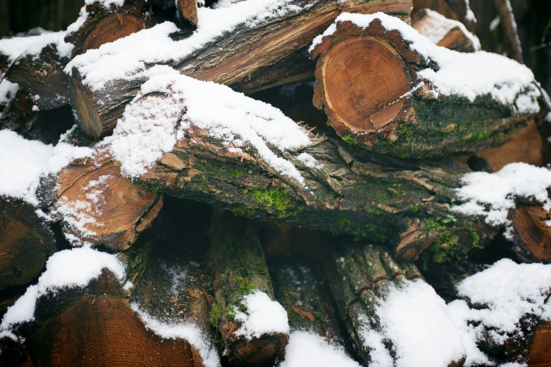 logs covered in snow sit in a pile