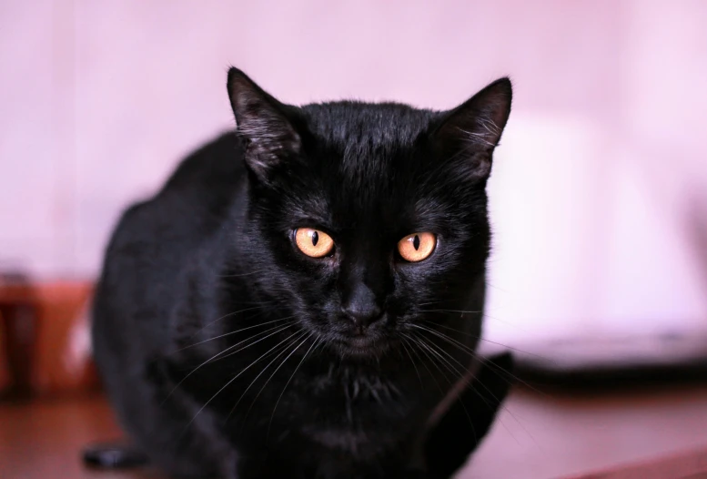 a black cat with orange eyes staring at soing