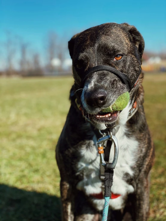 a dog standing on a grass field holding a tennis ball in it's mouth