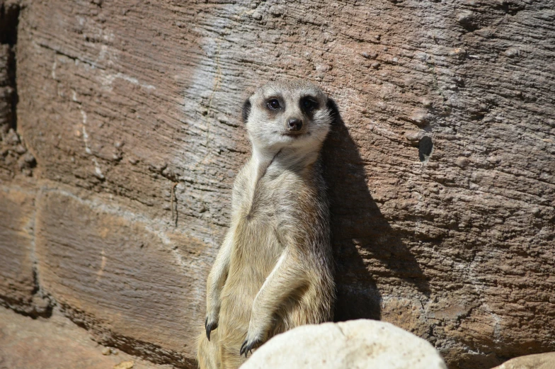 a small animal stands on one foot and reaches against the rock