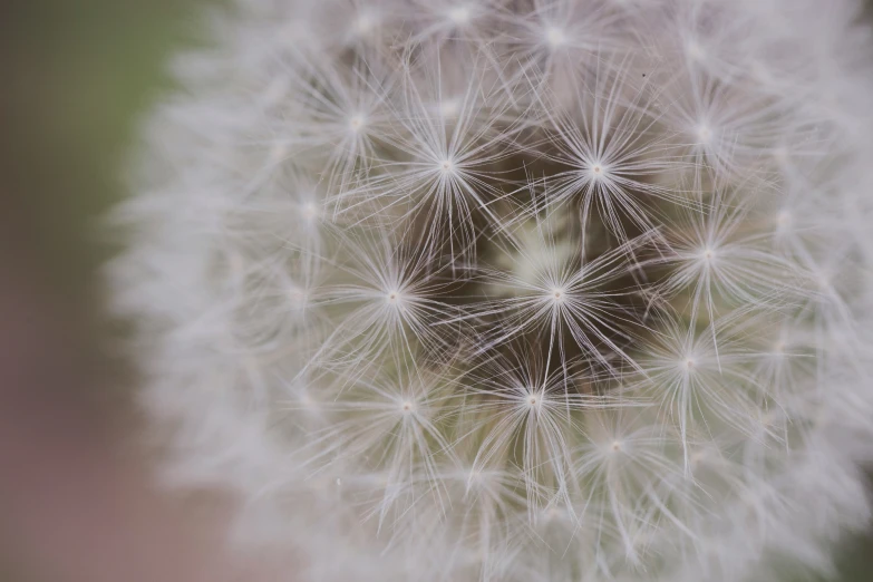 a dandelion has long petals and no leaves on it
