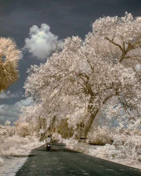 an artistic view of a street lined with trees