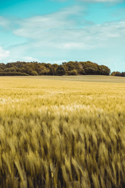 a vast field of wheat under a blue sky