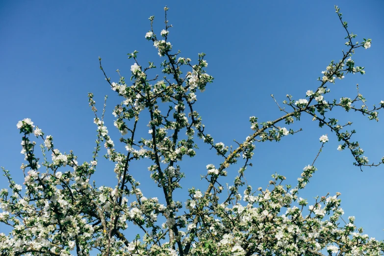 a close - up of flowers in a tree