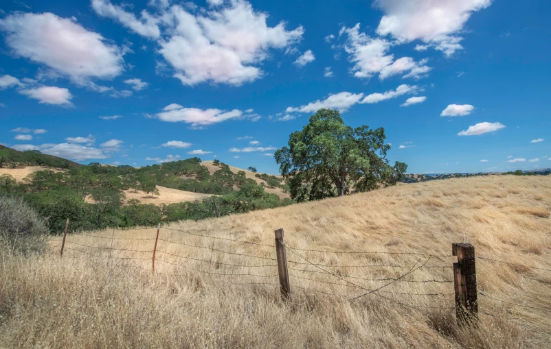 a grassy pasture with a fence and tree