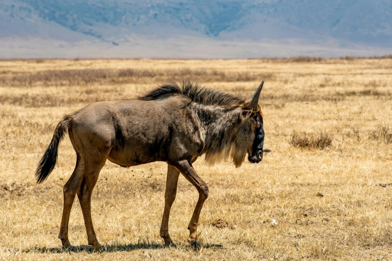 a wildebeest is walking through a dry field