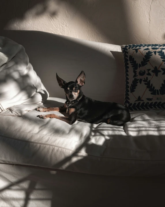 the dog is sitting on the sofa by himself