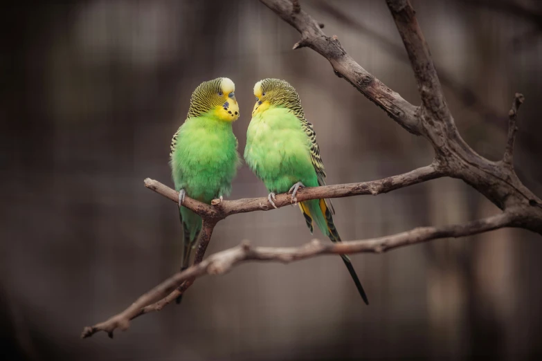 two green birds are sitting on the nch