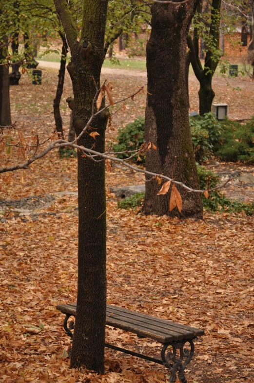 a bench by some trees in a park