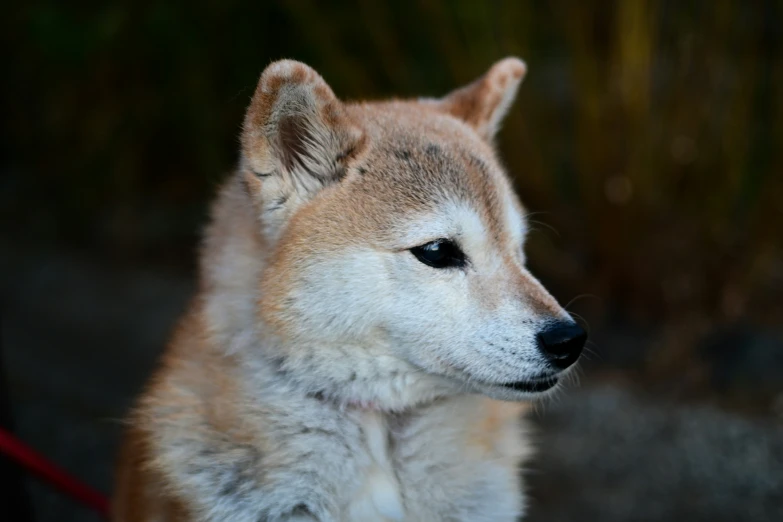 the head of a dog with blue eyes