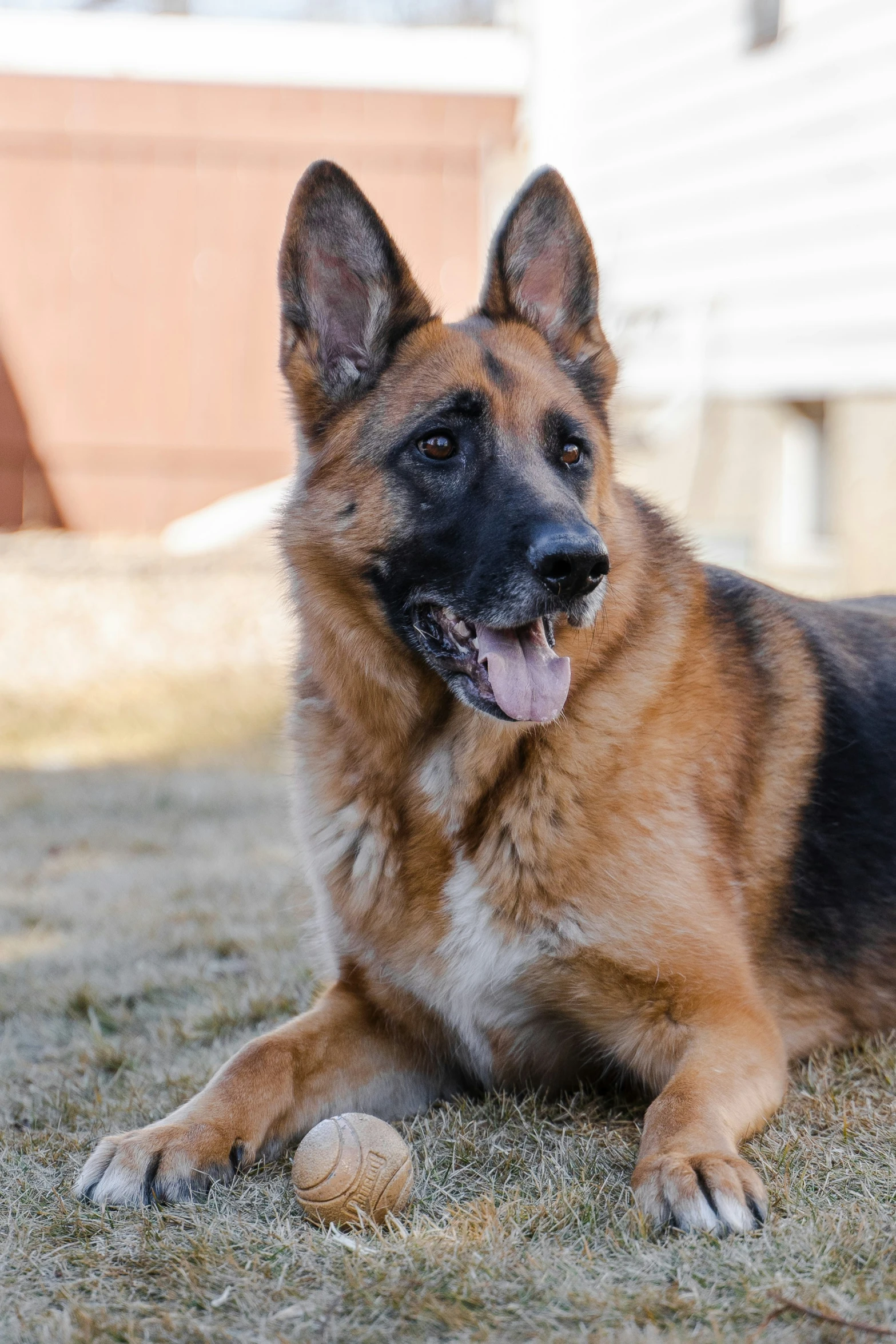 a large dog with it's tongue hanging out