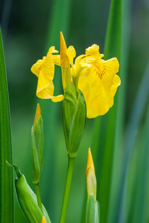 the large flower is bright yellow on the green grass