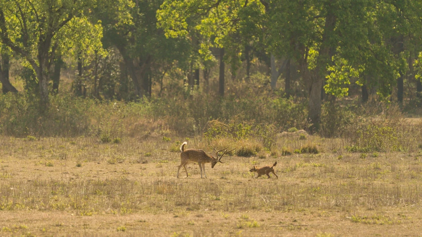 a young deer and its mom in the woods