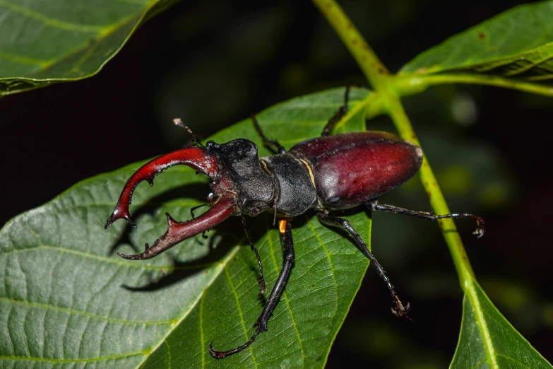 black and red beetle on green leaf with other insects