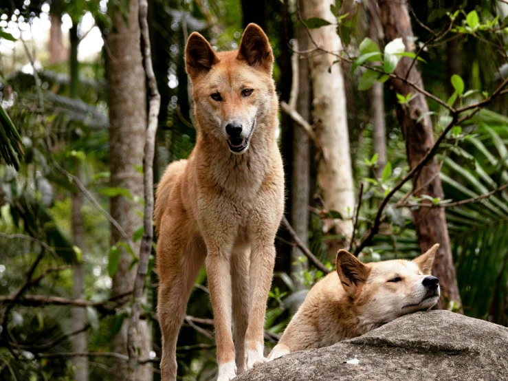 two brown dog looking at soing outside on a rock