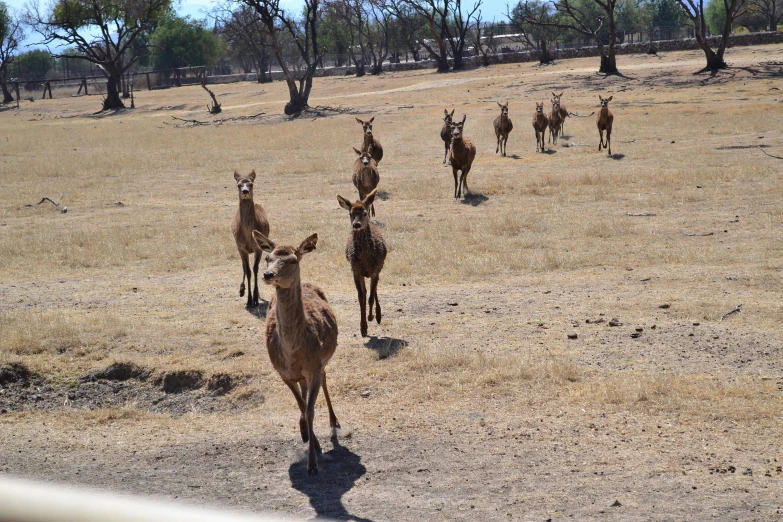 a herd of antelope running across a field