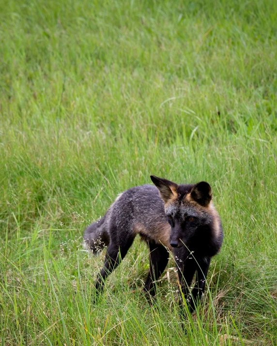 a black fox hiding in the grass behind another fox