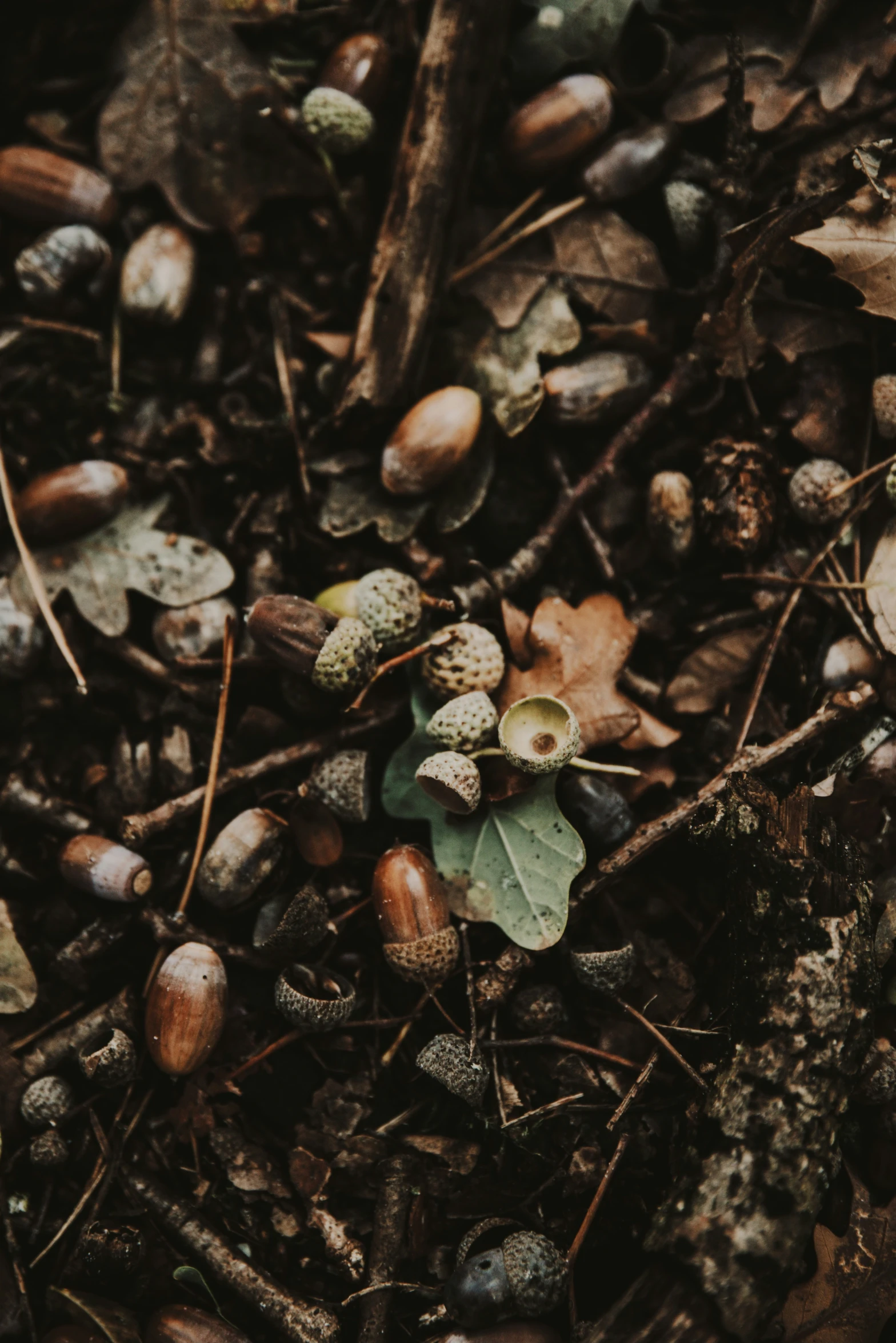 some leaves and other plants on the ground