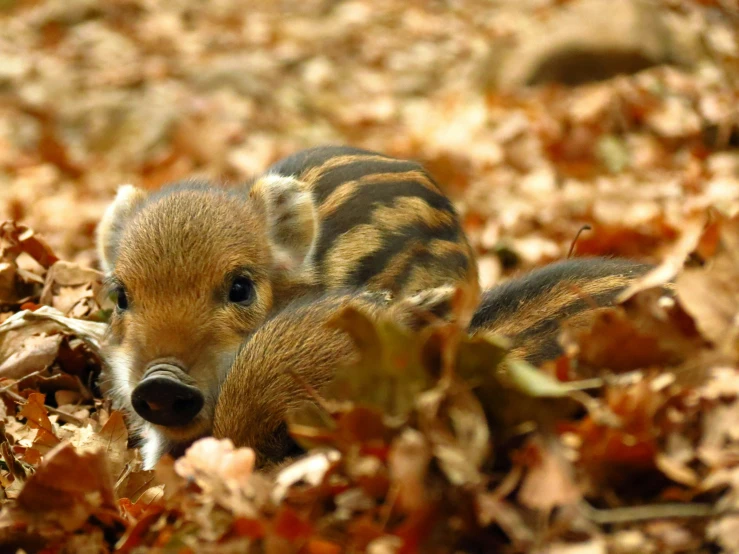 an adorable baby animal is laying down in the leaves