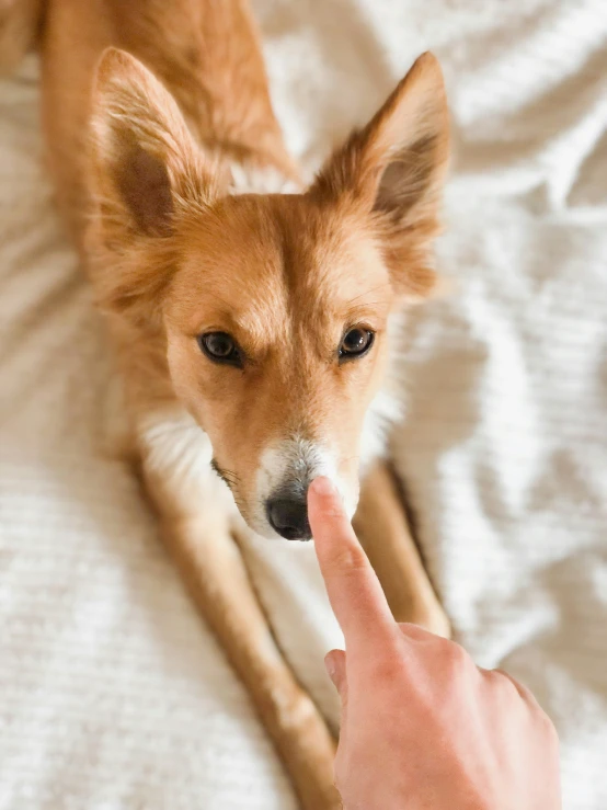 dog looking into a persons hand, with it's face tilted to the side