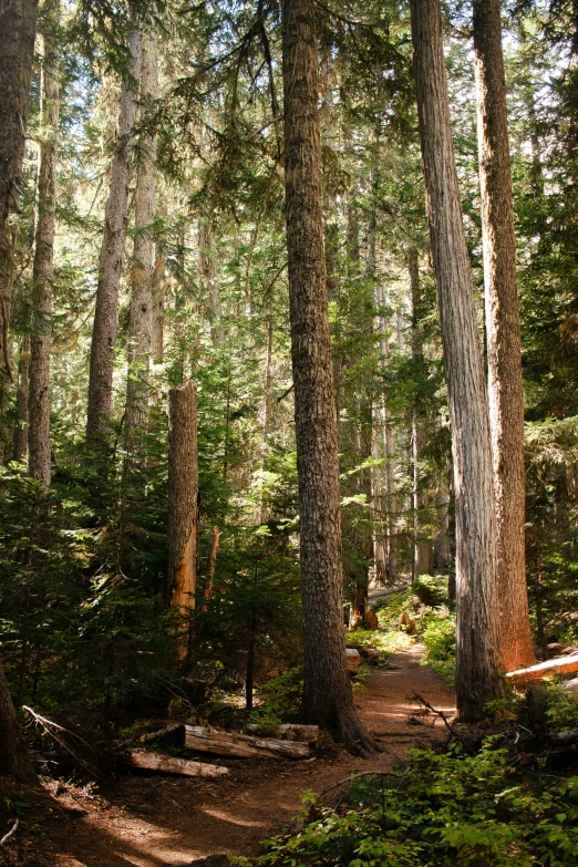 a narrow dirt road through the woods in the day