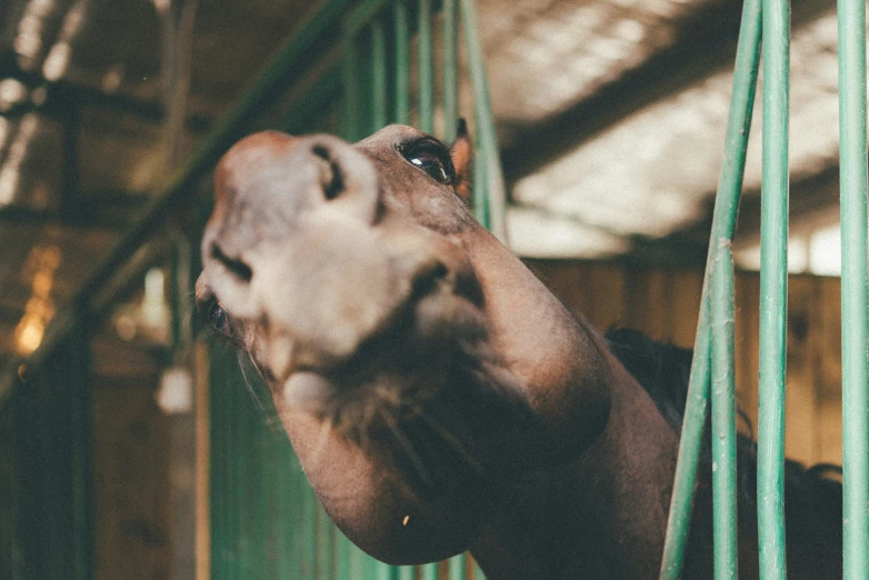 an animal with it's mouth open next to a green bar