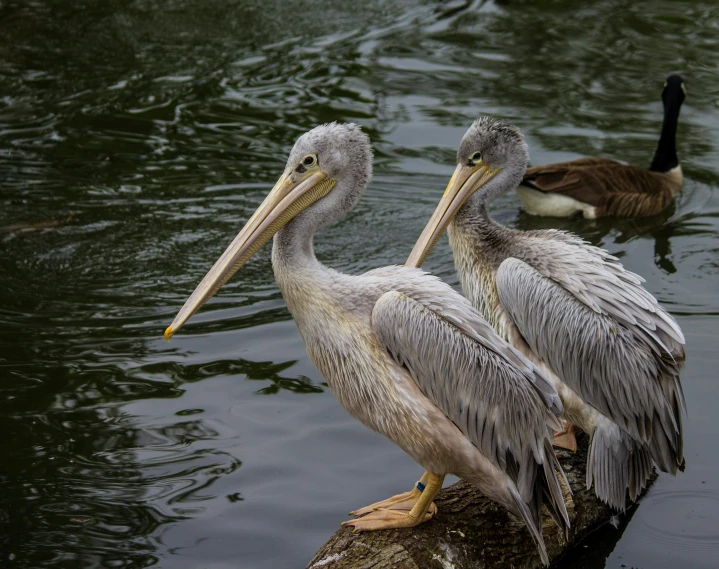 two pelicans are perched on a rock in the water