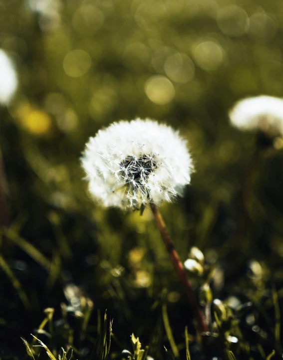 the small flower in the field has a light blurry effect