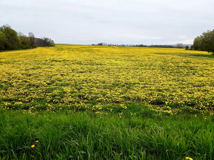 the meadow is filled with yellow flowers and grass