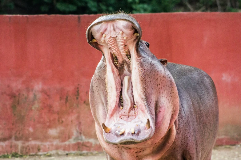 an animal that is yawning next to some red wall