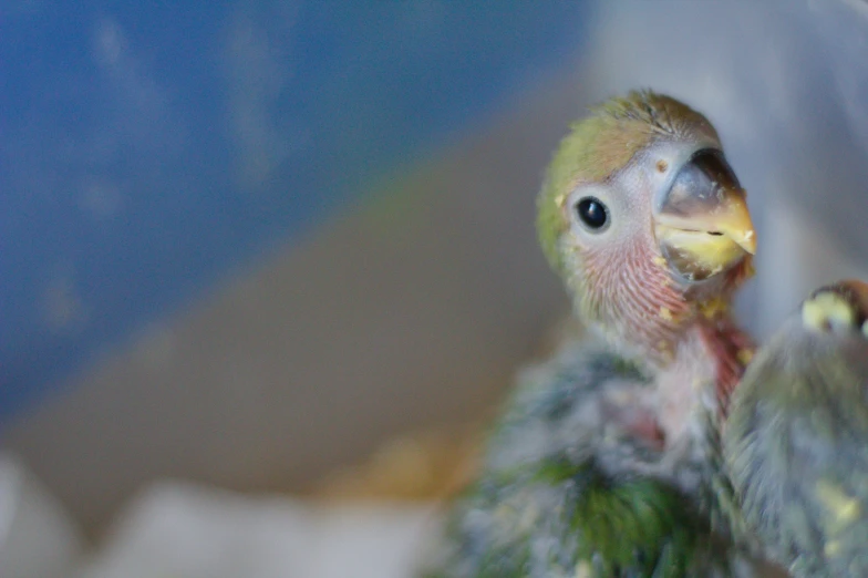 a close up po of a colorful bird