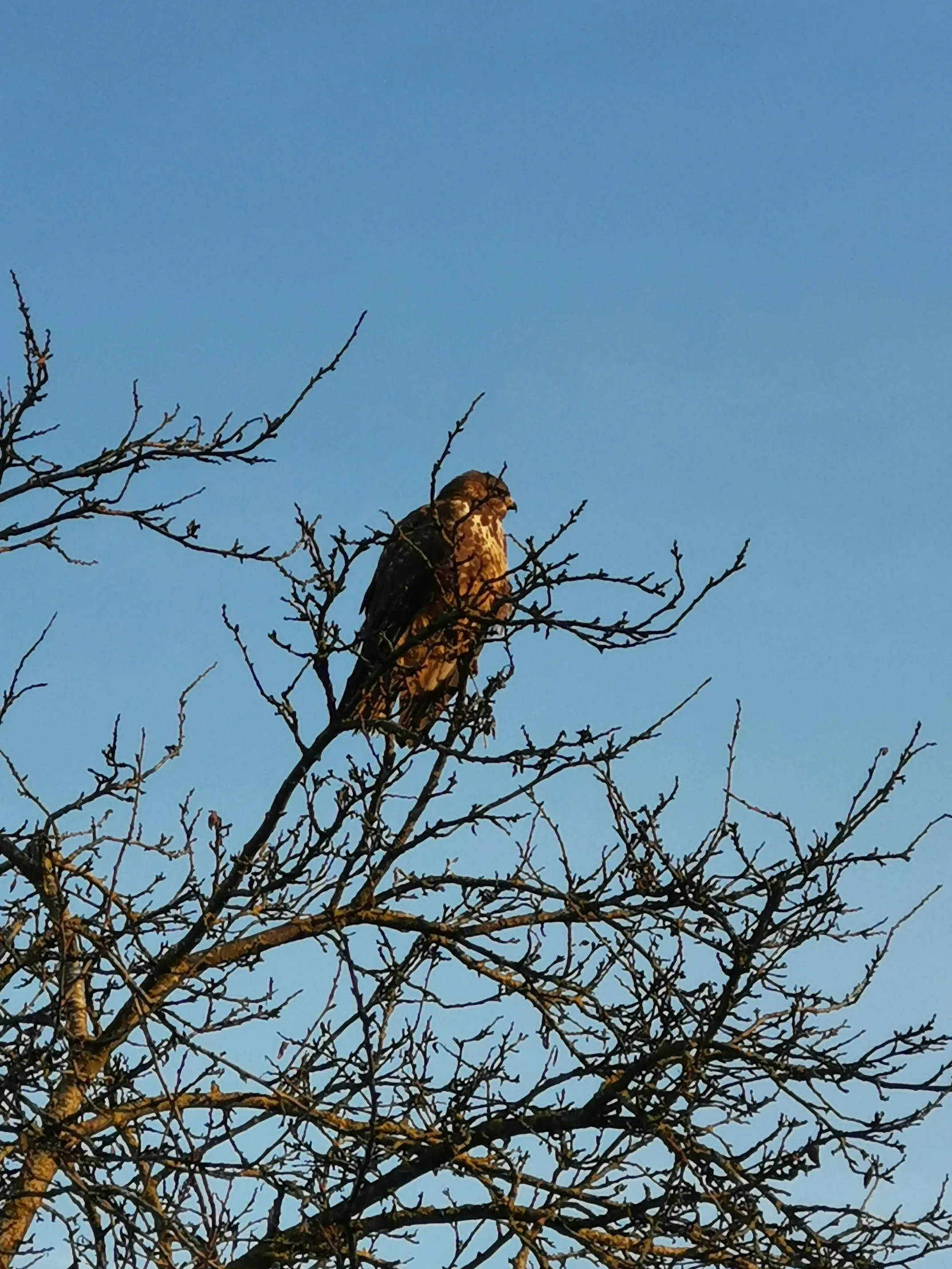 there is a bird that is sitting on the nch of a tree