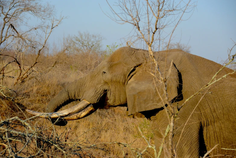 the elephant is in an area where no trees