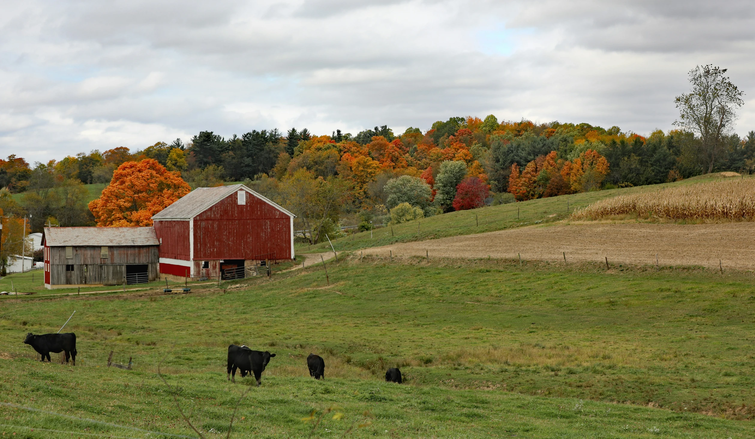 cattle are eating grass and standing in the pasture