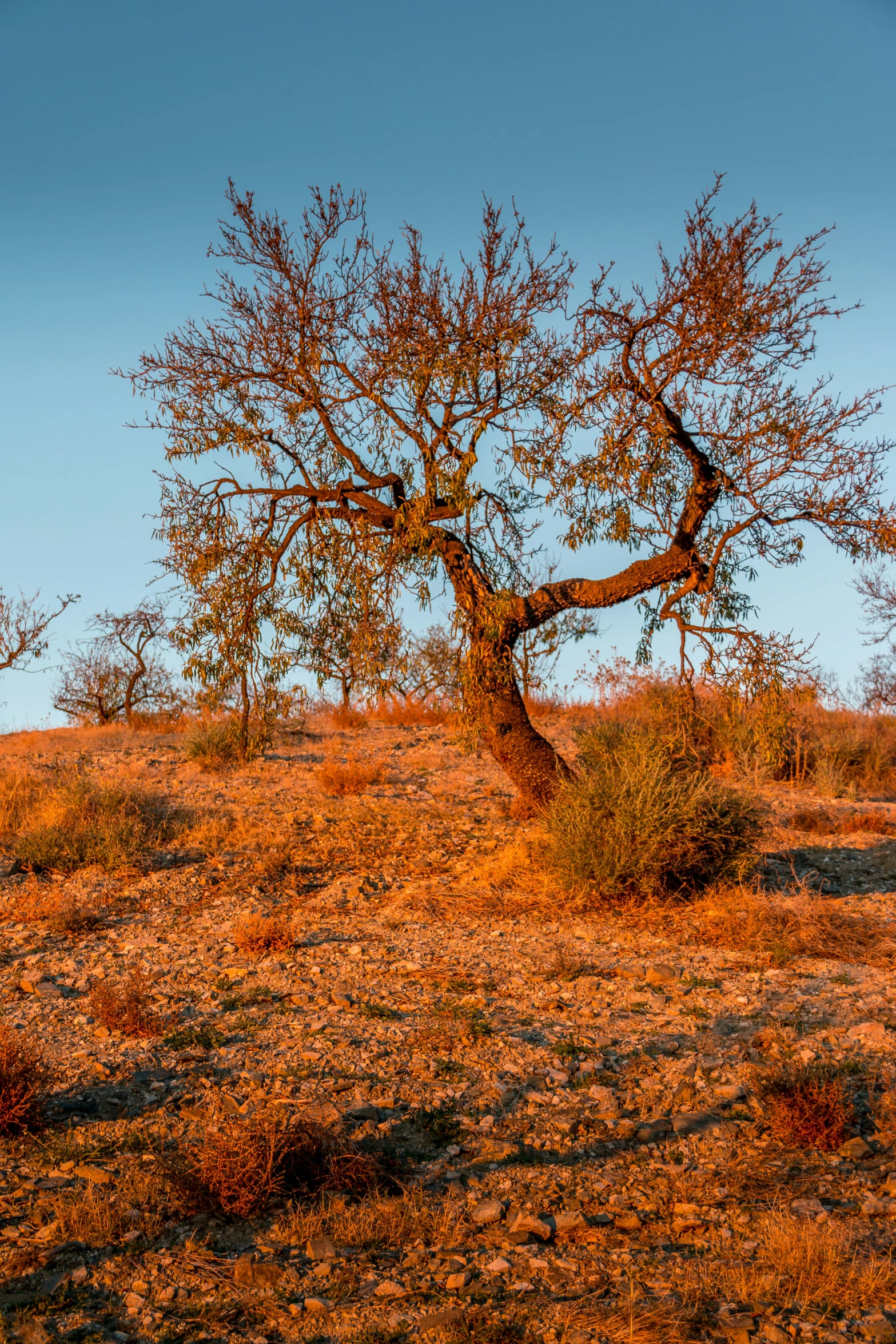 an area of dry grass and some dead trees