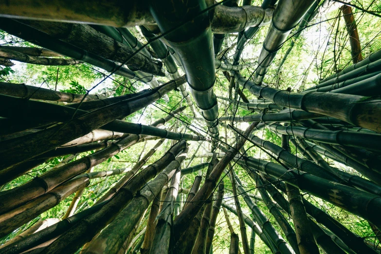 a long s looking up into the bottom of a tree